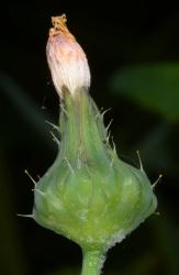 Image: P.B. Heenan © Landcare Research 2014 